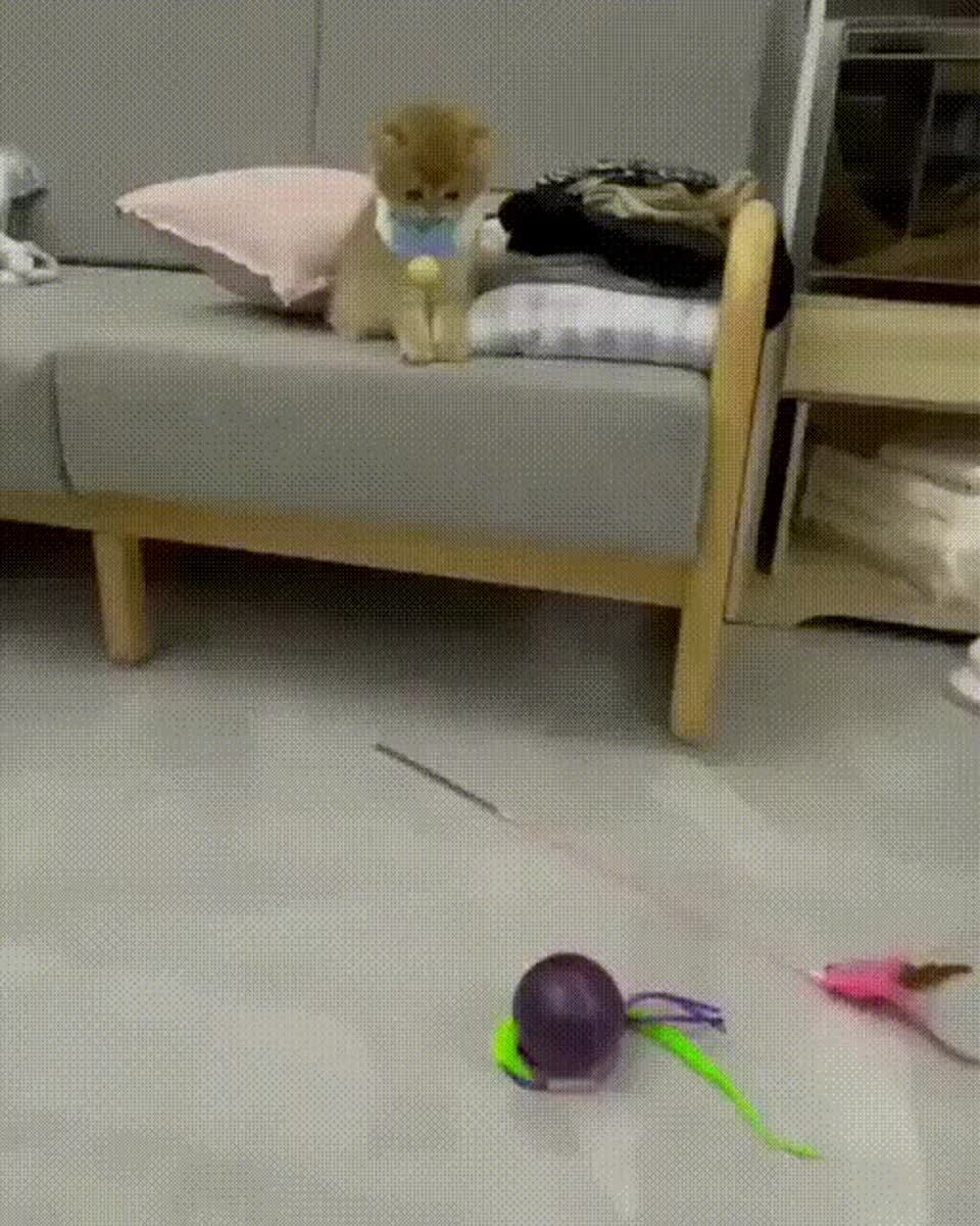 Котяка бояка