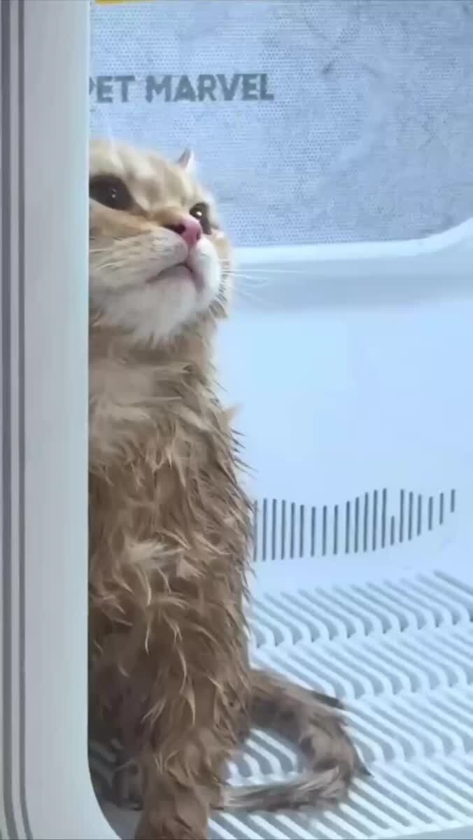 Его месть будет страшна👿♥️ шерстяные проказники