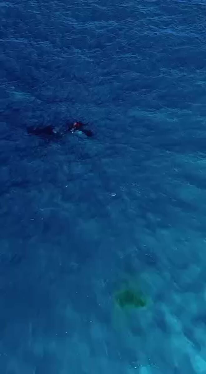 🐳 Исторические кадры из Австралии: дрон впервые заснял рождение горбатого кита!Ему удалось запечатлеть уникальное природное чудо. Специалисты из организации ORRCA подтвердили, что это всего лишь четвертый случай в истории, когда роды горбатого кита полнос