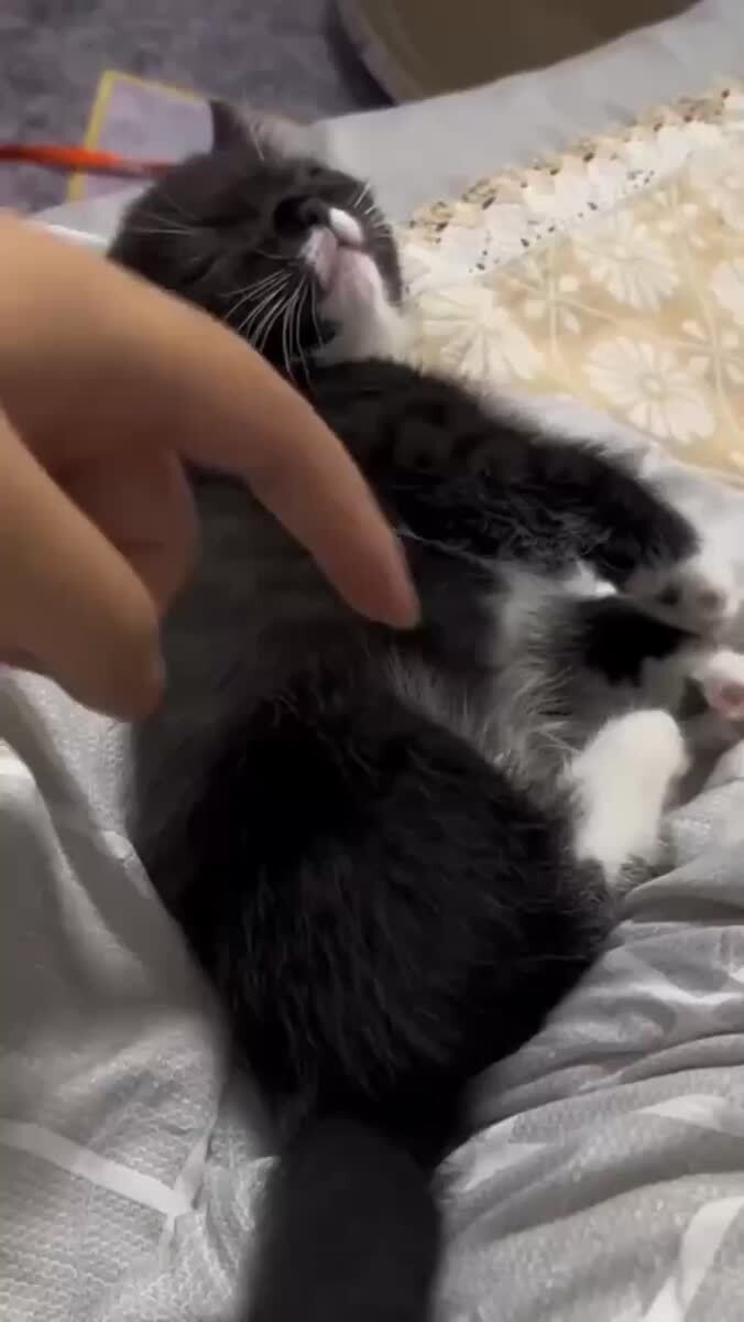 Я по утрам🥲♥️ шерстяные проказники