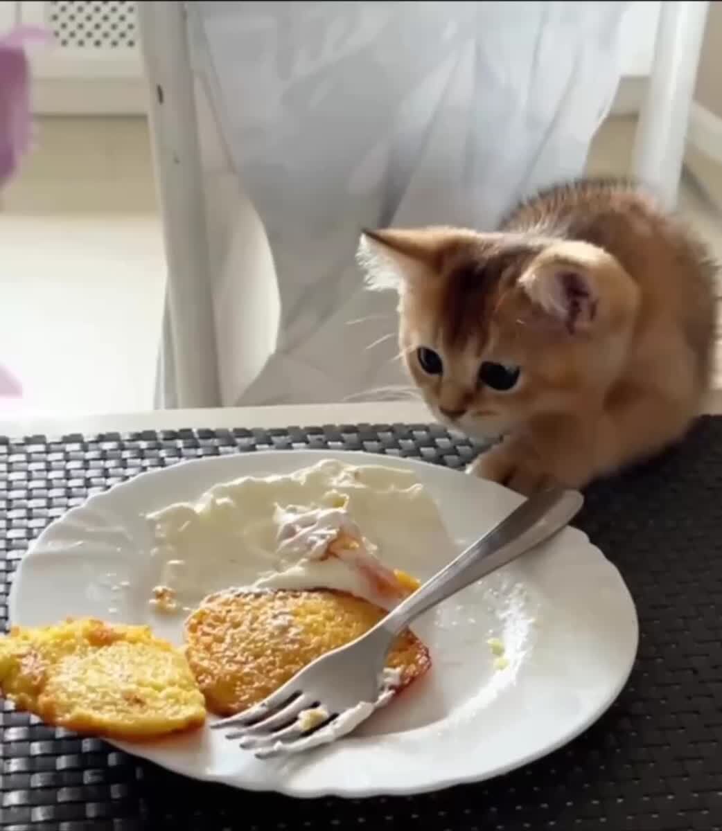 Ну дайте драник🥺♥️ шерстяные проказники