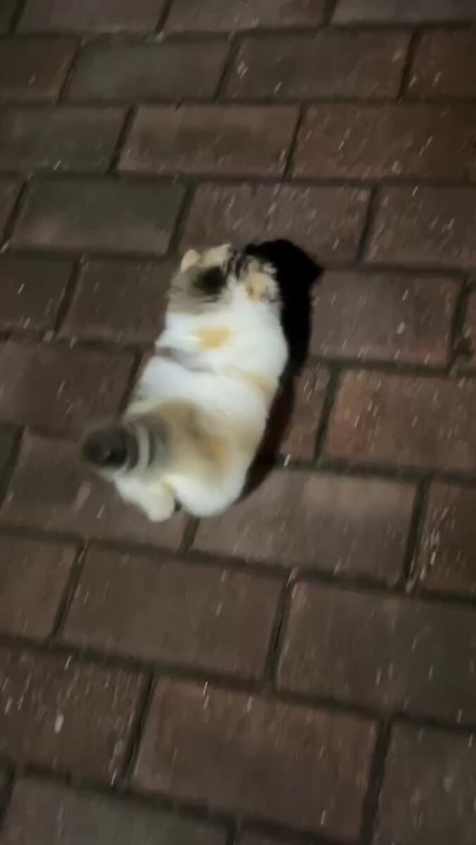 Мини кот 🐈 