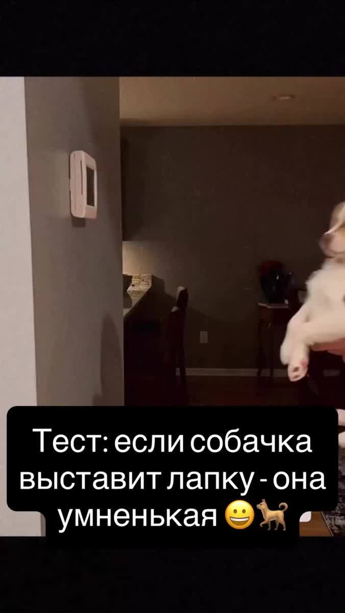Бежим проверять 😃😃Отправляй другу собачнику
