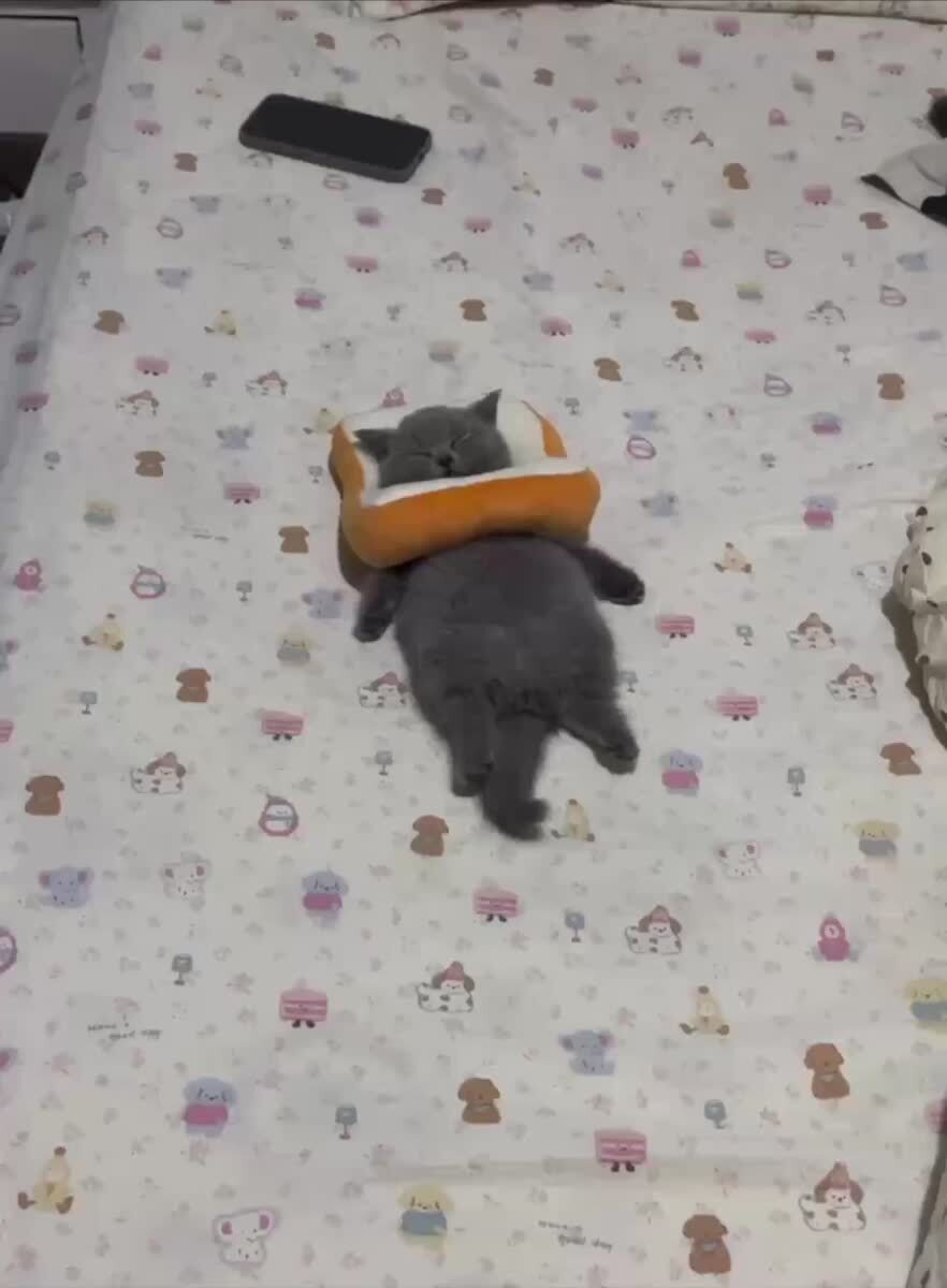Лучшая подушка для сна☺️♥️ шерстяные проказники