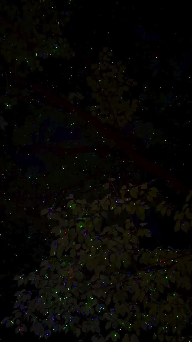 Светлячки ✨