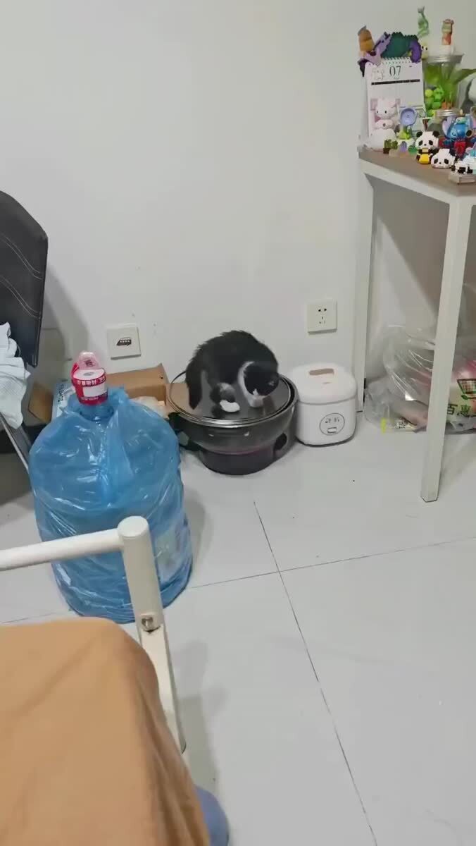 Играл с крышкой. Проиграл😅♥️ шерстяные проказники