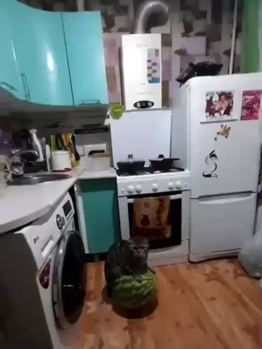 Цирковое представление