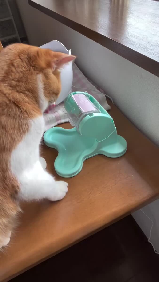 Подсадили кота на крутки, сволочи😡♥️ шерстяные проказники