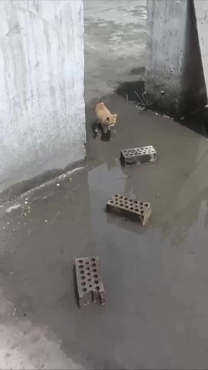 Ну не мочить же лапки в самом деле😏♥️ шерстяные проказники