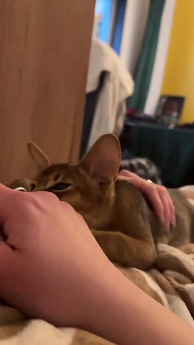 Фуу, ты хоть зубы чистила🥵♥️ шерстяные проказники
