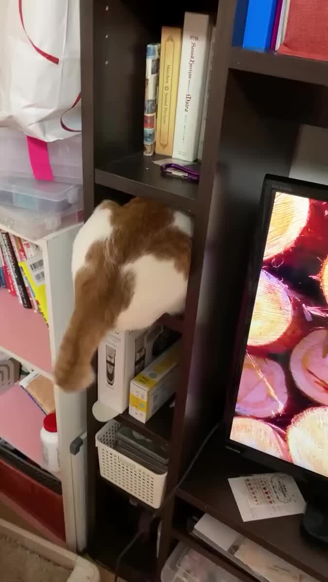 Миссия по всовыванию полностью провалилась😂♥️ шерстяные проказники
