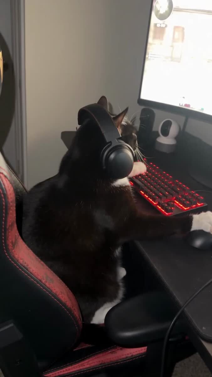 Зачем отвлекли котика? 😡😡