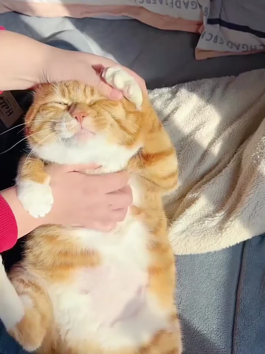 Самая милая рыжая булочка из всех, что я видел за сегодня🥰♥️ шерстяные проказники