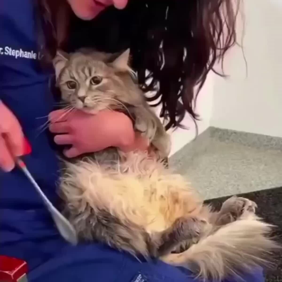 Теперь вы знаете, что коленные рефлексы есть и у кошек☺️♥️ шерстяные проказники