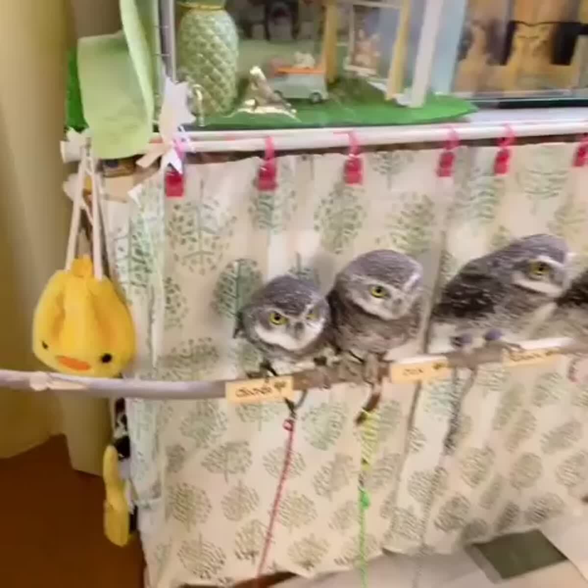 Четыре мышкетёра