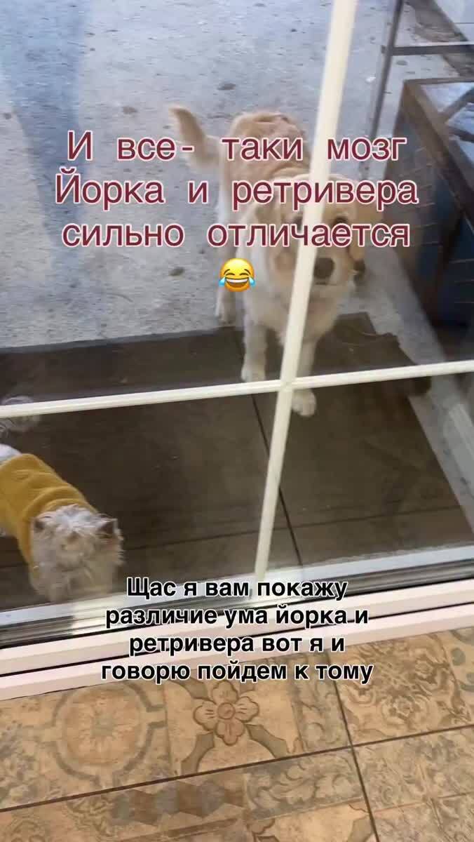 Мысленный эксперимент