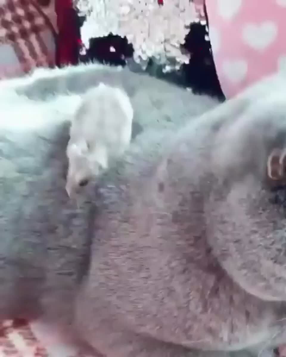 Малыши толстыши