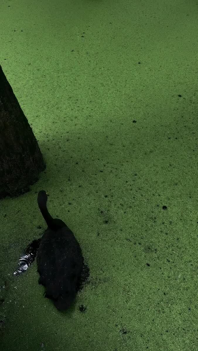 🦢🖤