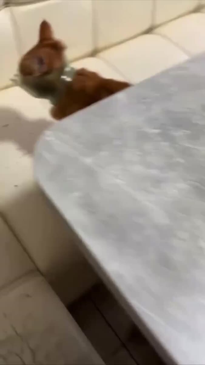 Кажется, он ни о чём не жалеет😂♥️ шерстяные проказники