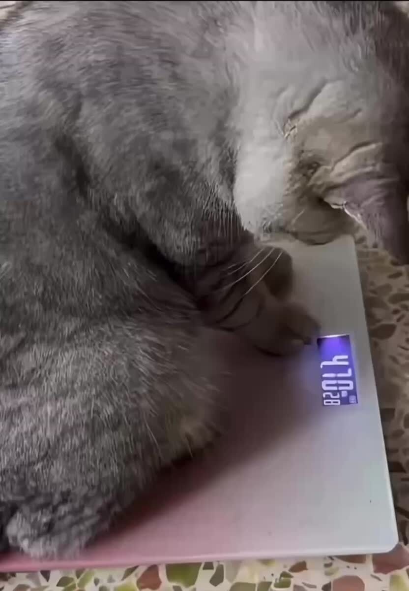 Тумпые весы, хватет мне врать😡♥️ шерстяные проказники