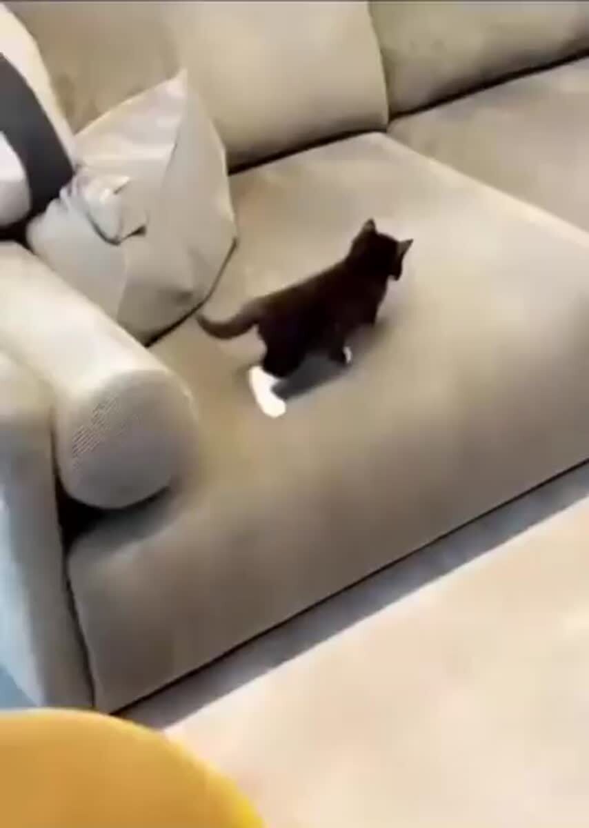 Бро уКОТился😂♥️ шерстяные проказники