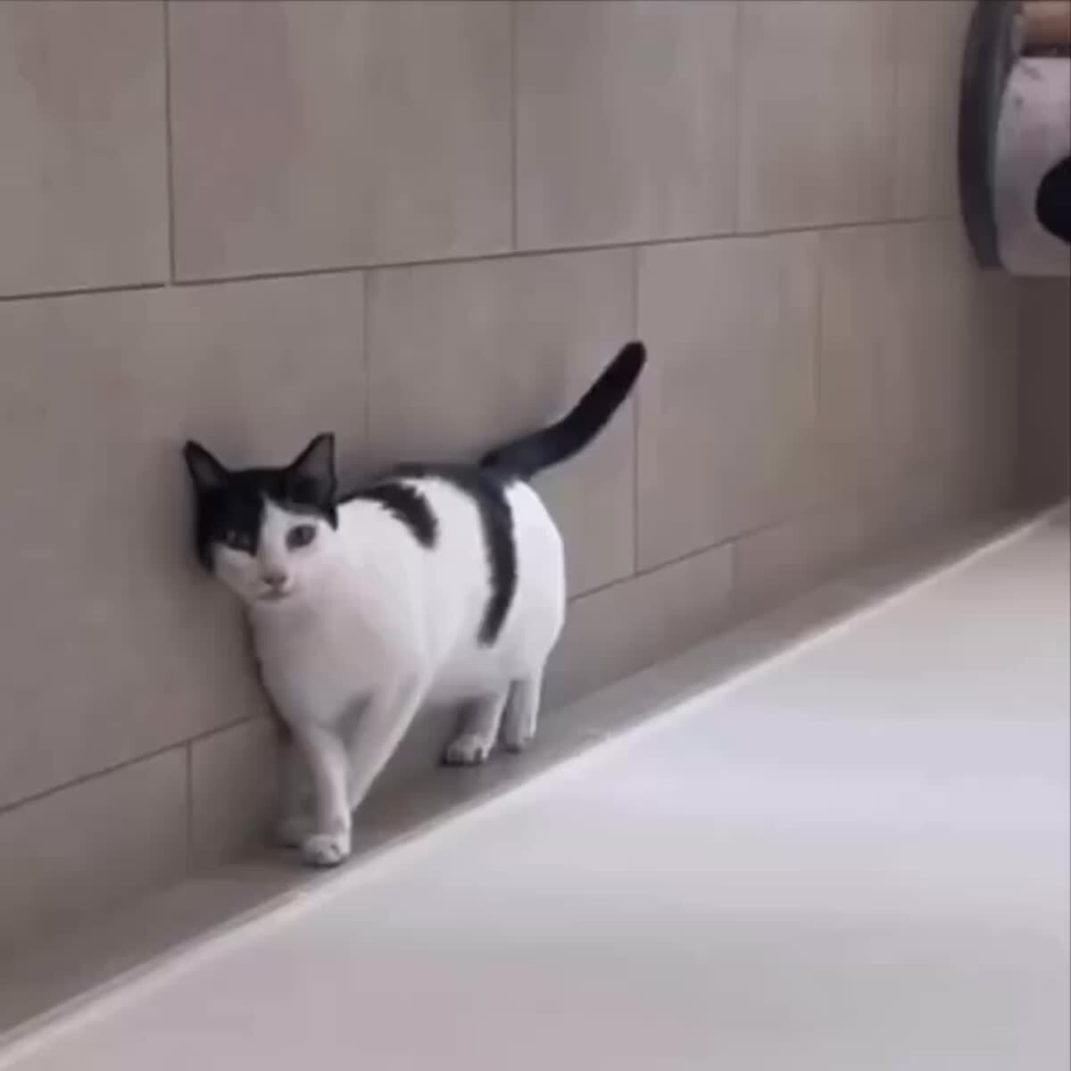 Иллюзия обмана😱♥️ шерстяные проказники