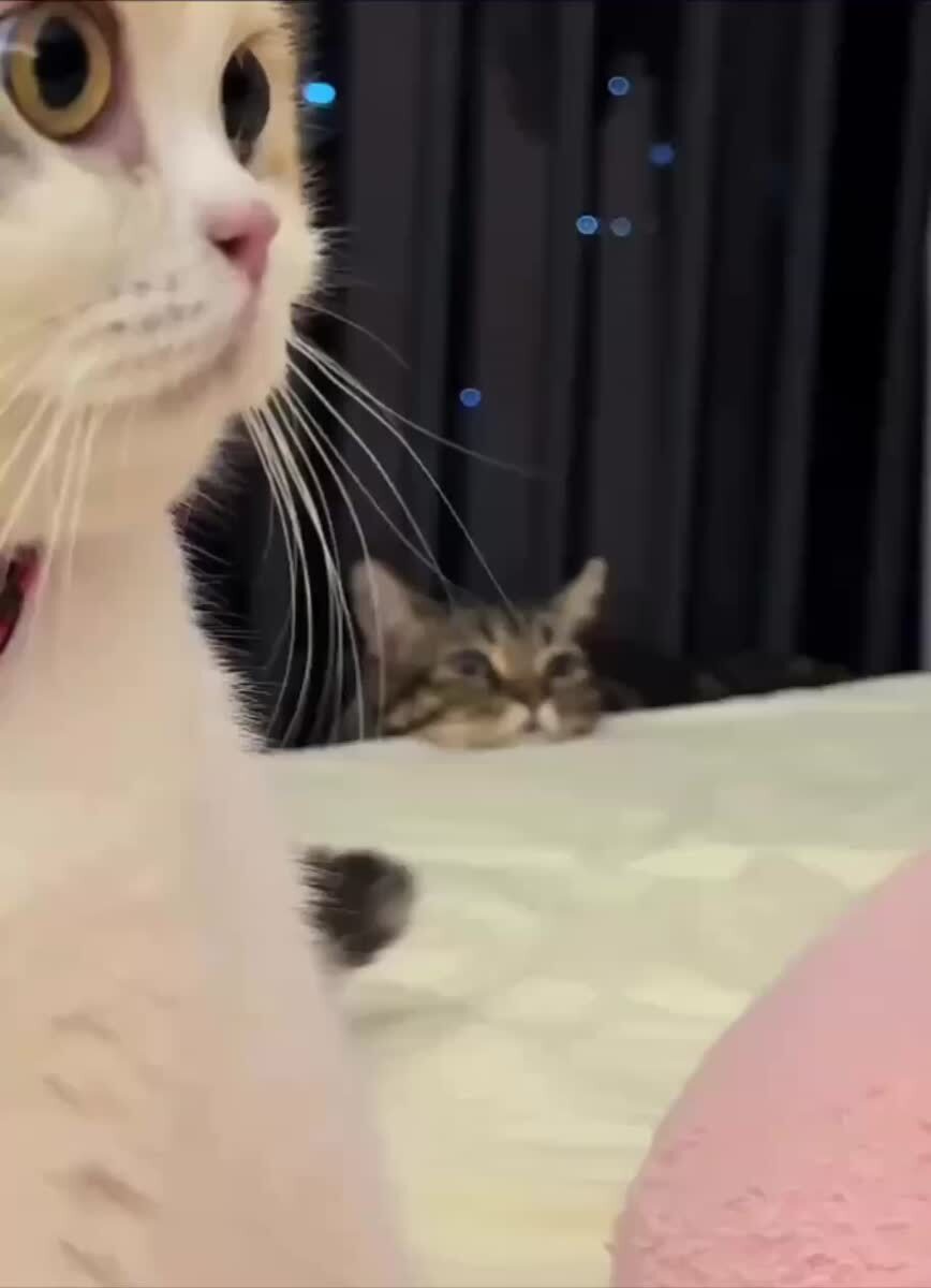 А в чом смысол👀♥️ шерстяные проказники