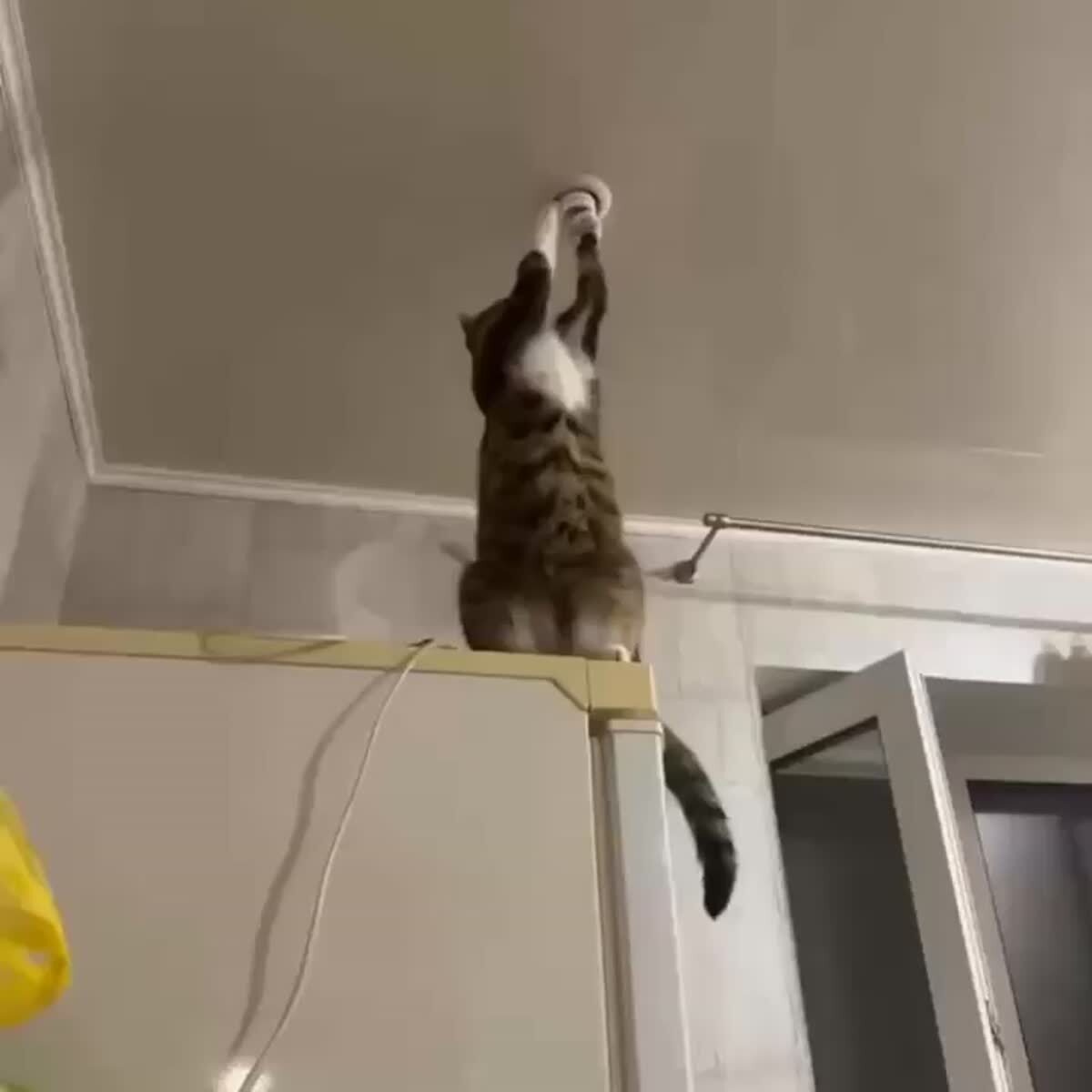 Такому электрику точно можно доверять😎♥️ шерстяные проказники