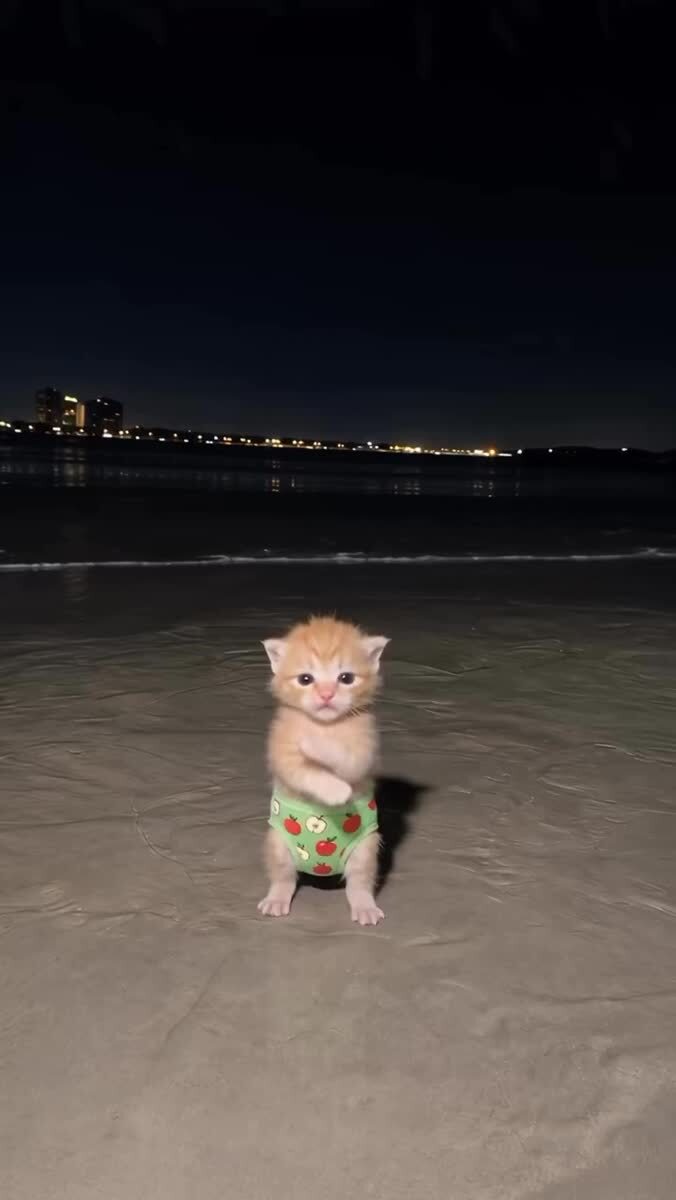 Танцующие котики 🐈‍⬛ 