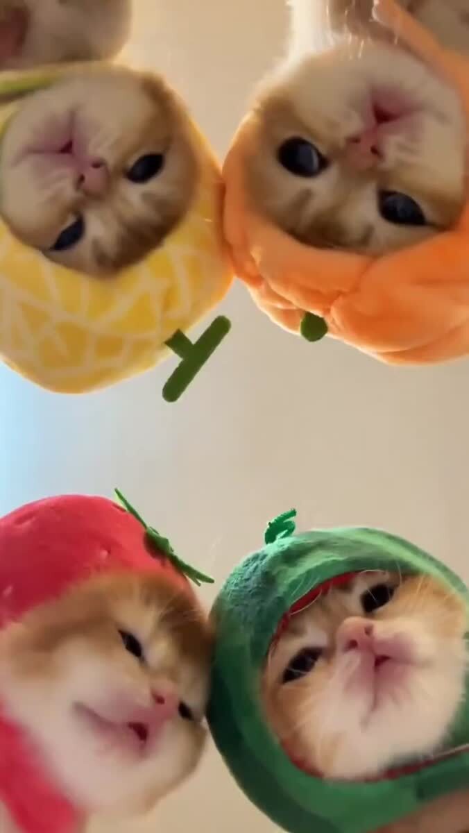 Совет принял решение!Теперь ты наш друг🥹♥️ шерстяные проказники