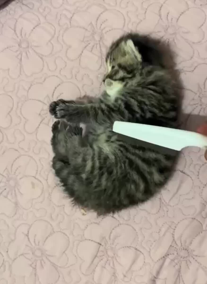 Помпушька🥰♥️ шерстяные проказники