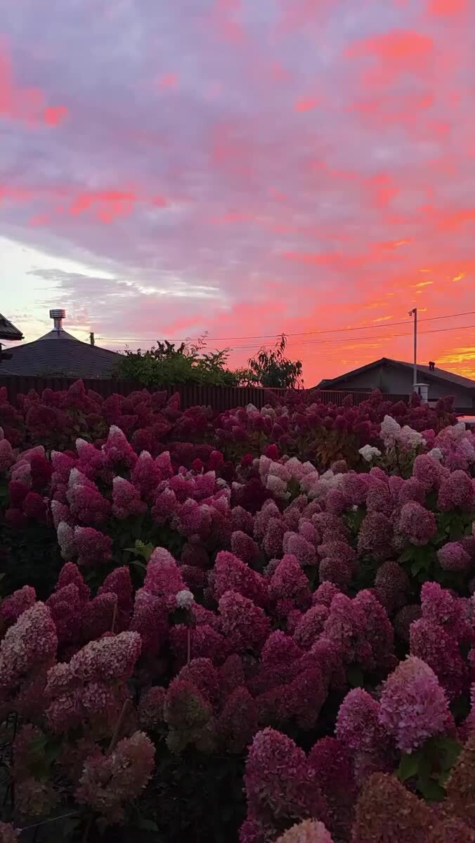 Сад мечты 😍🌺