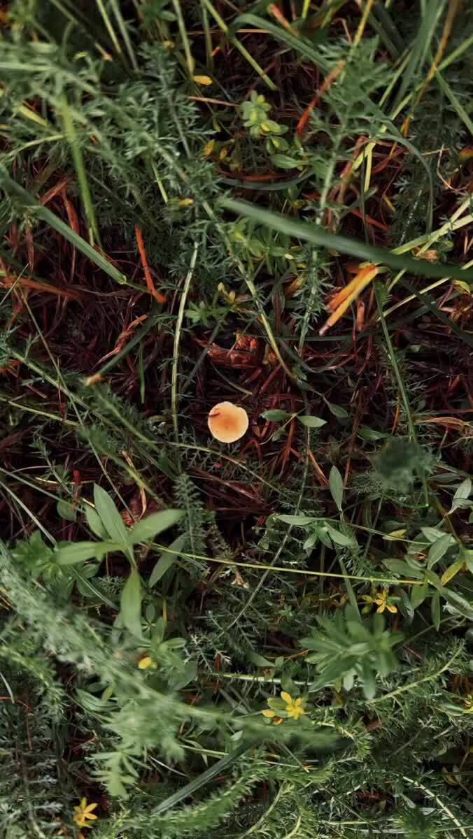 🍄 🍄 🍄 