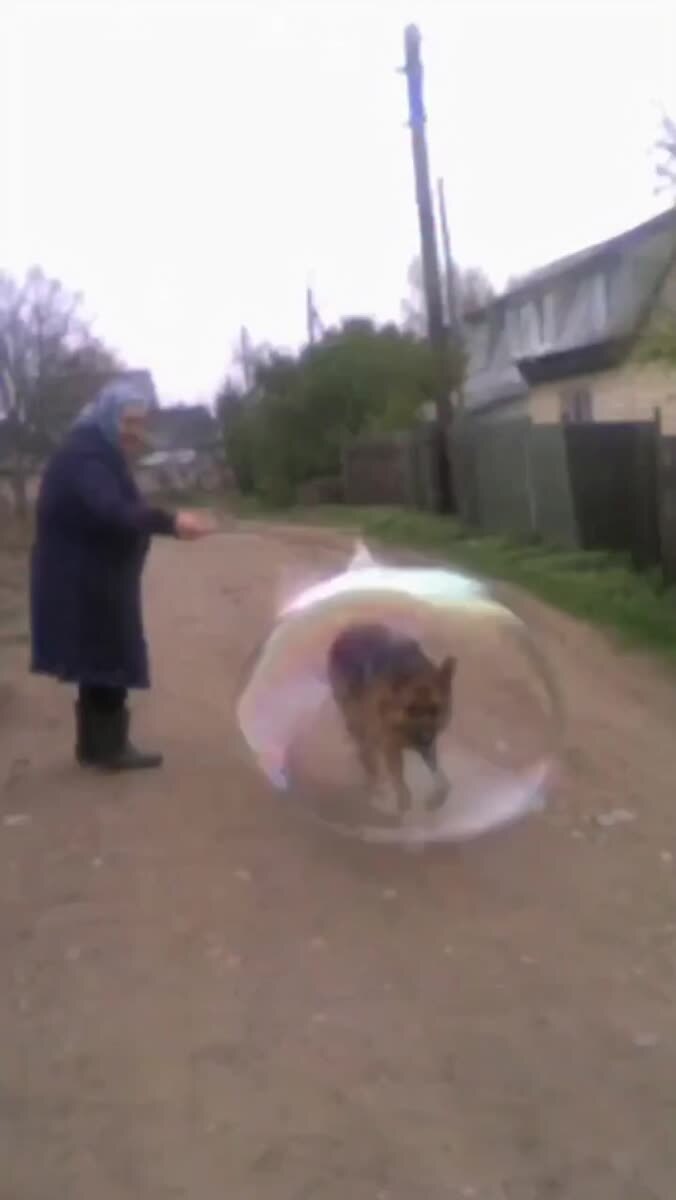 О нет, собака улетела! 