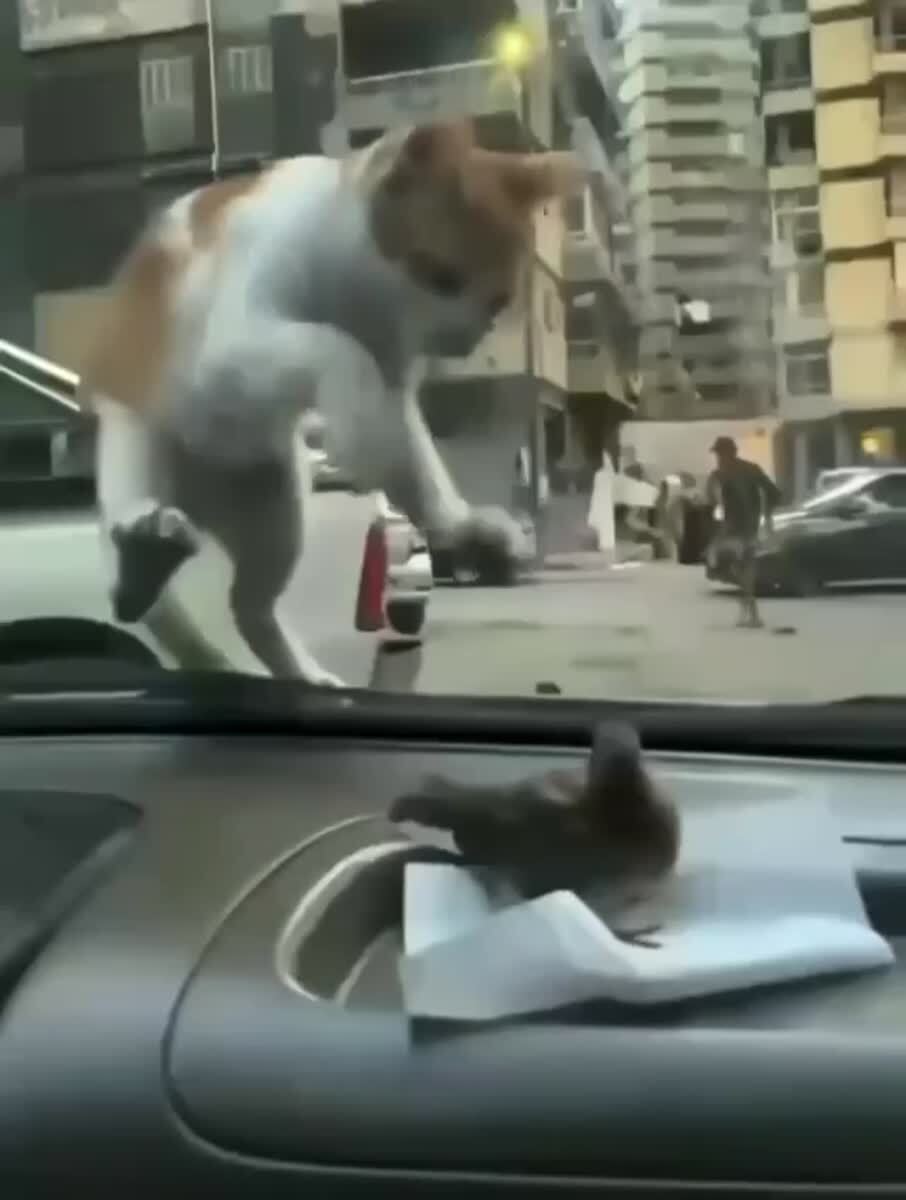 А ну вылезай