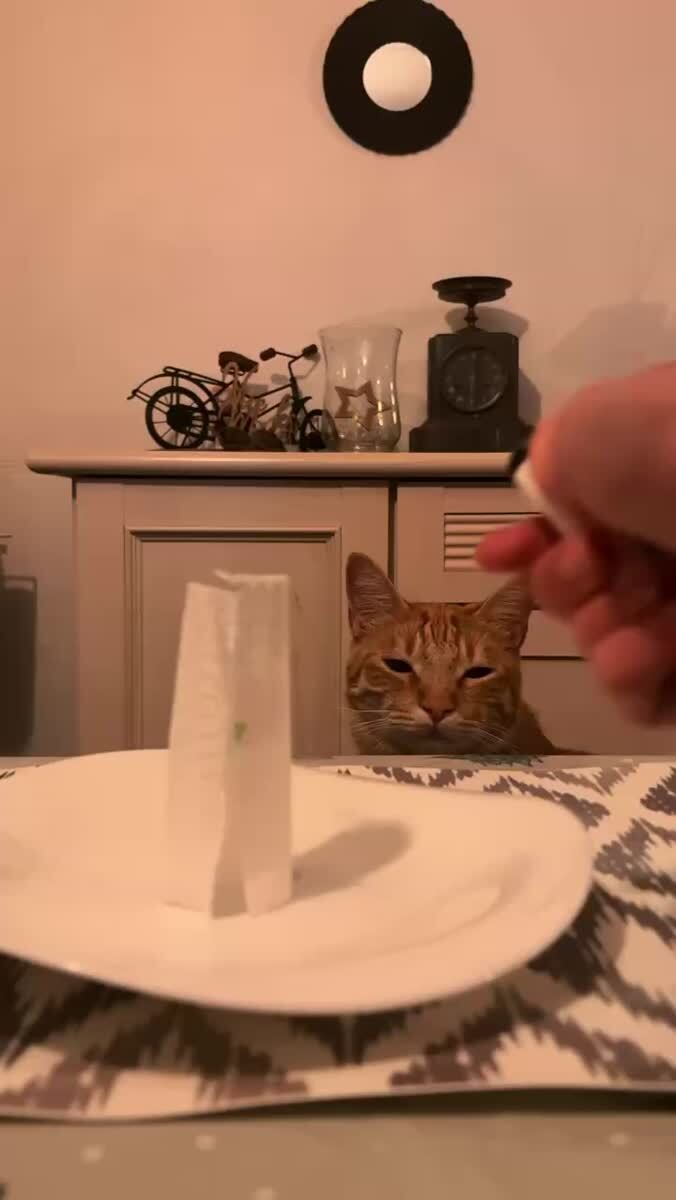 Магия для кота