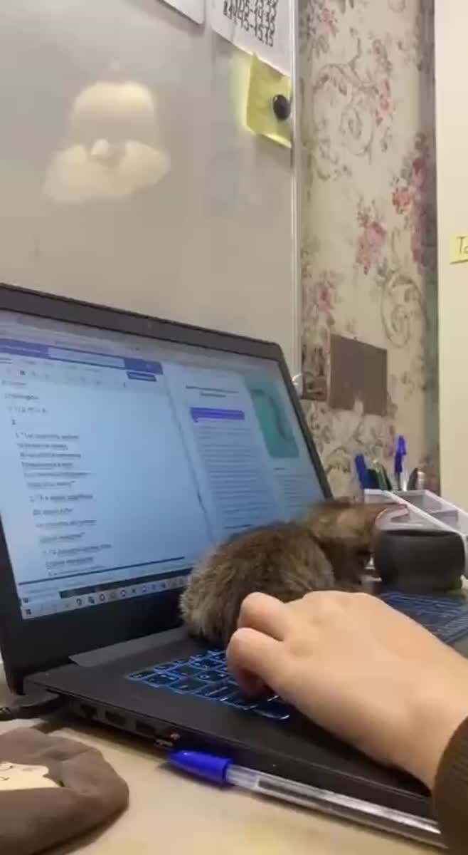 Помощник в работе
