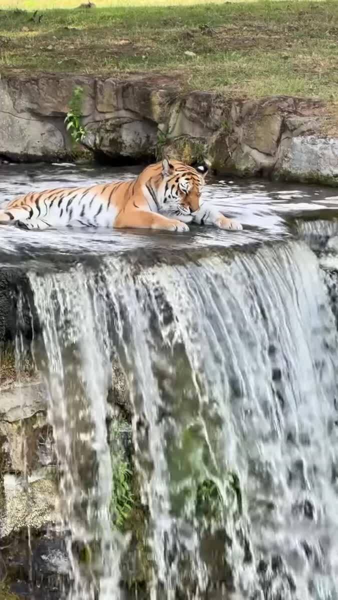 Водопой