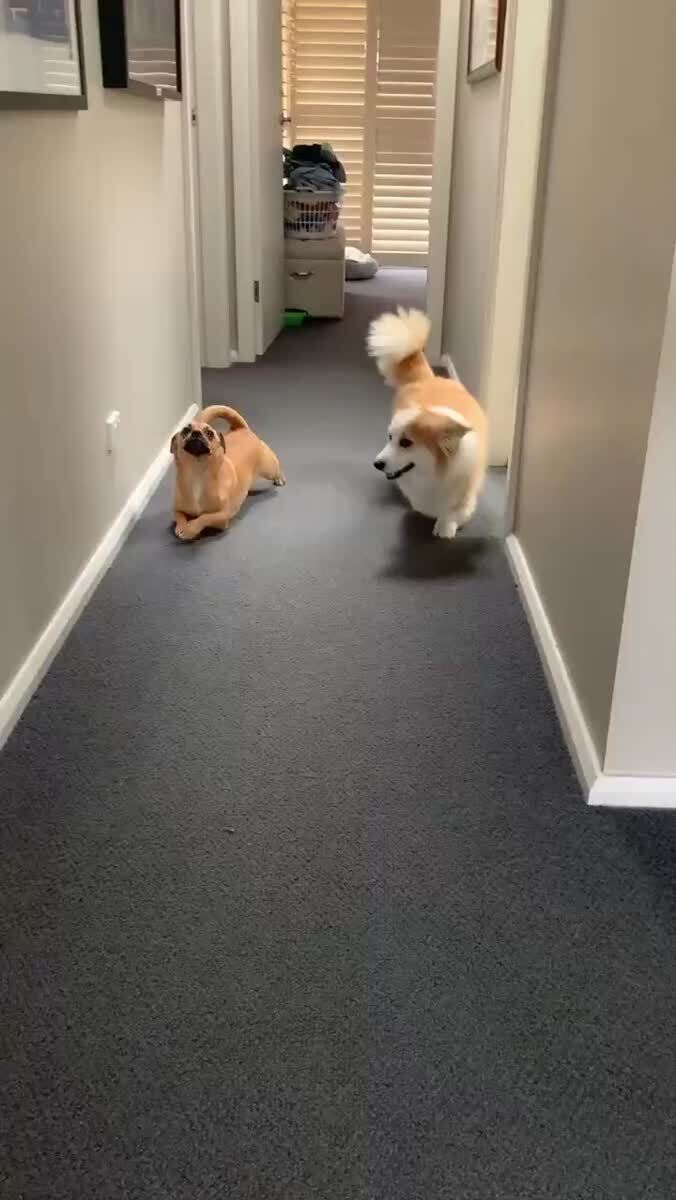 троллит корги 😁
