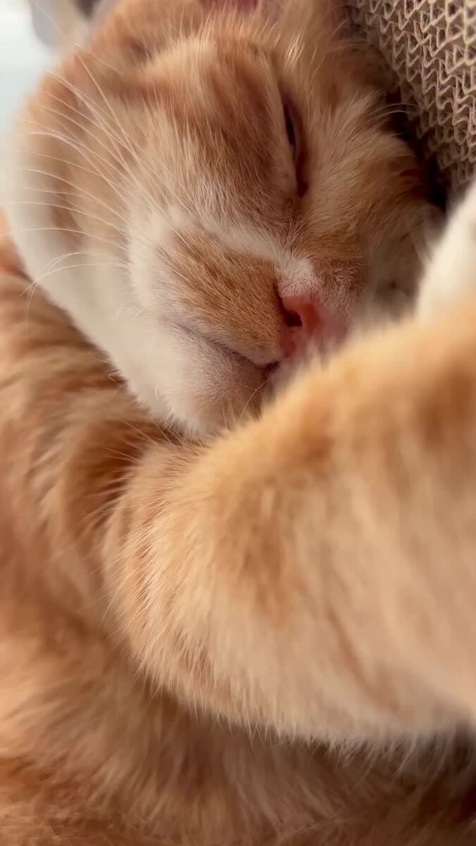 Котик крепко спит 😴