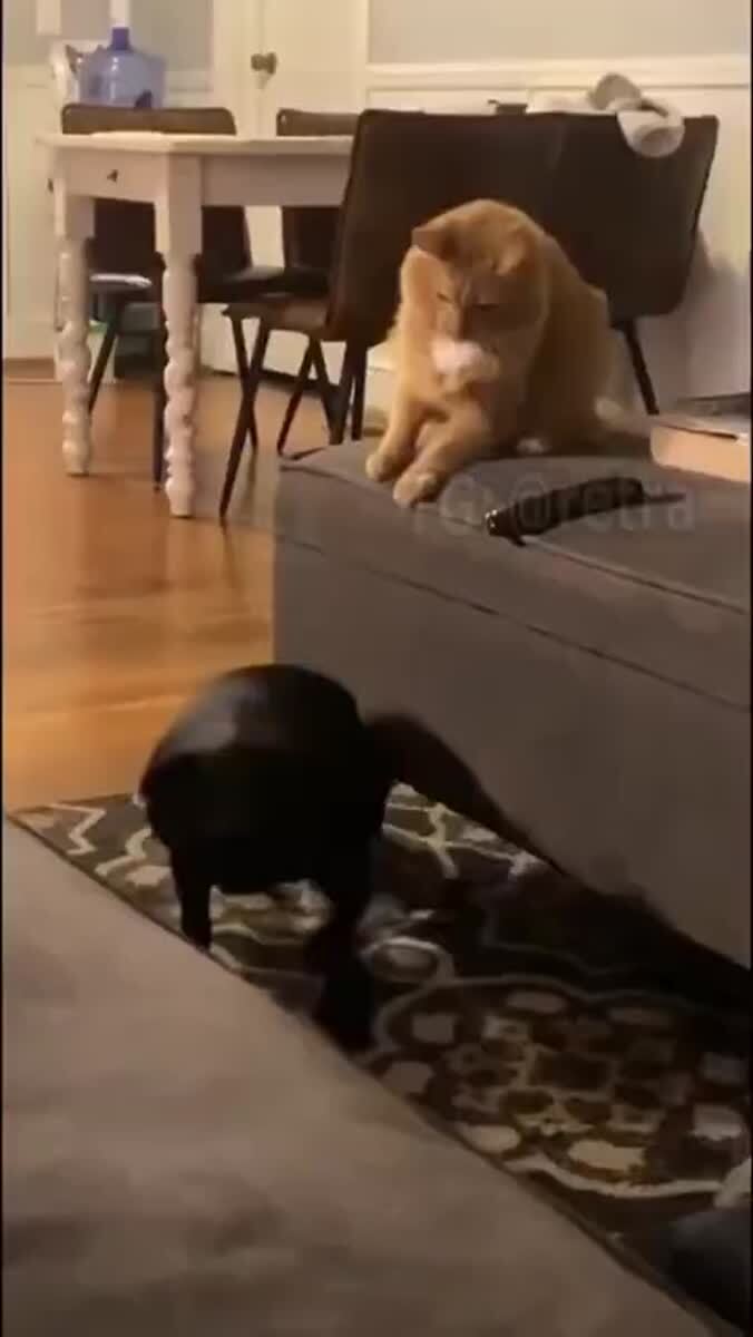 Котейки и собакены