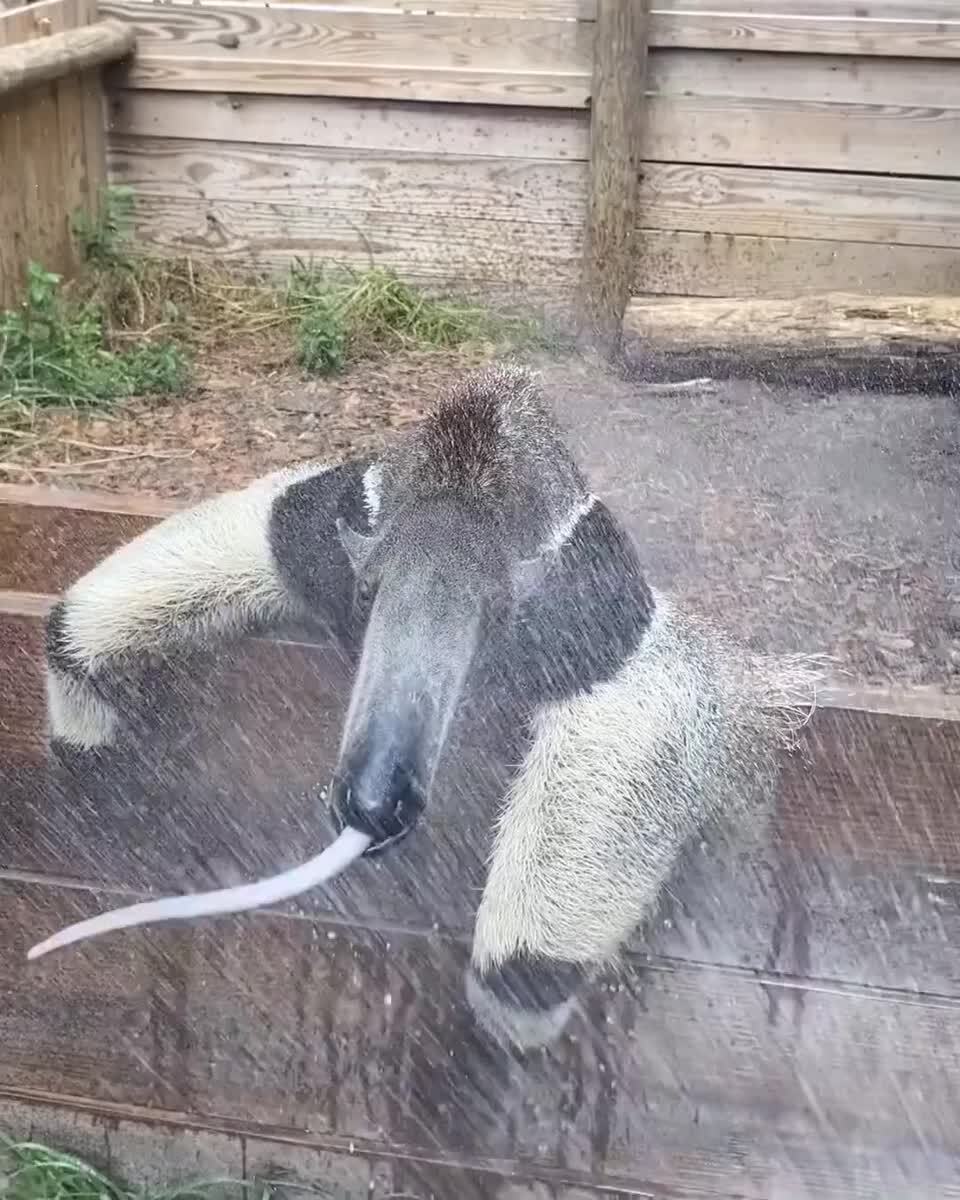 Что за зверь