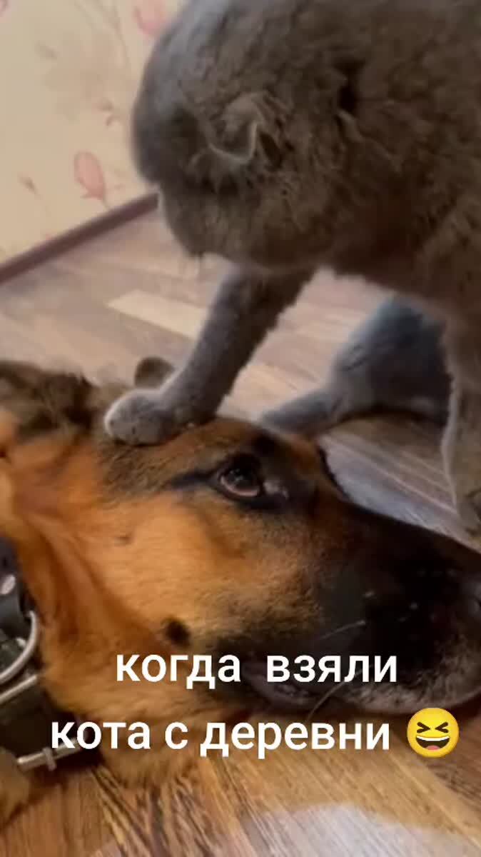 Сколько я зарезал, сколько перерезал... 😅️️️️️️