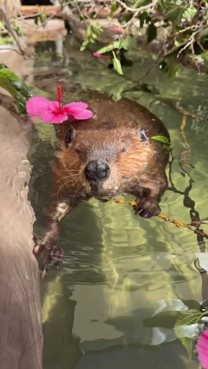 🦫 🍃 