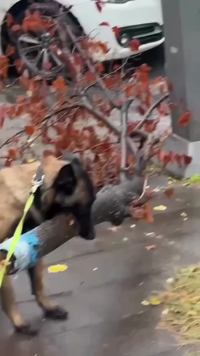Вот это палочка!