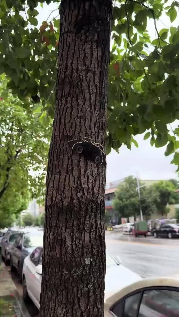 Замаскировалась