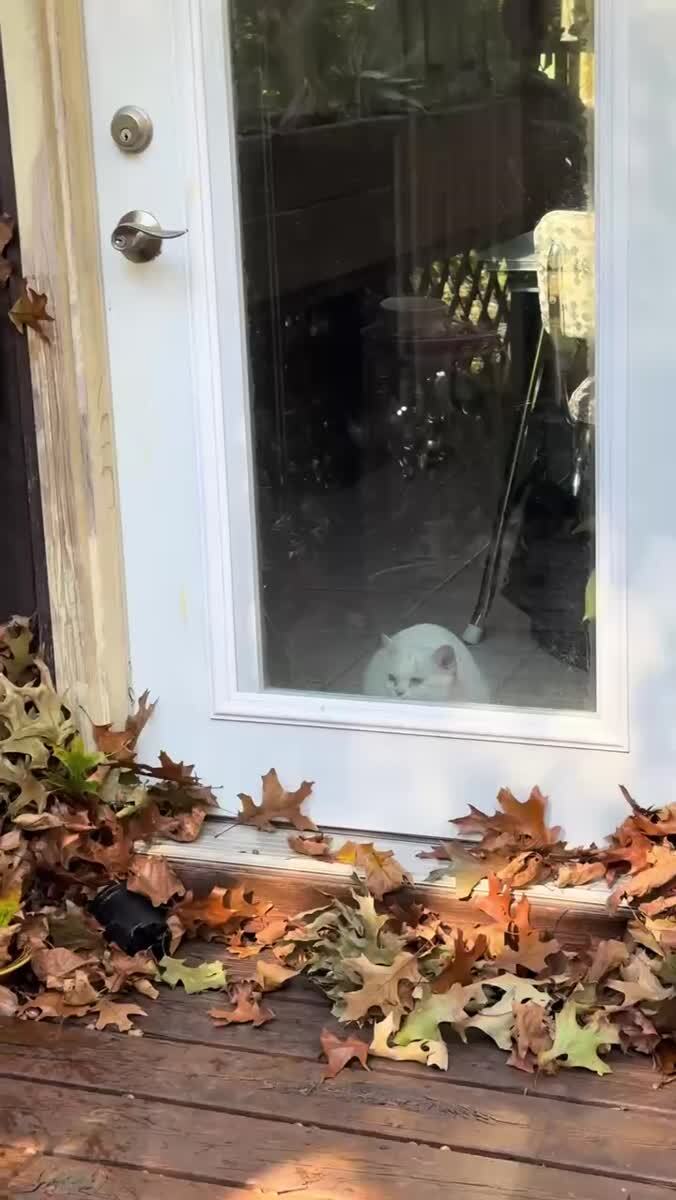 Осенняя магия для котика