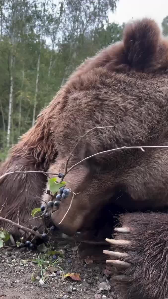 Перекус