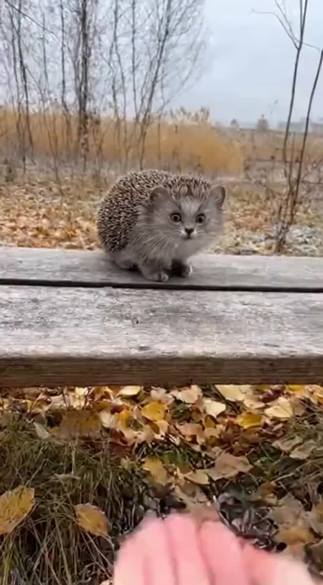 Вот ты какой, ежкин кот