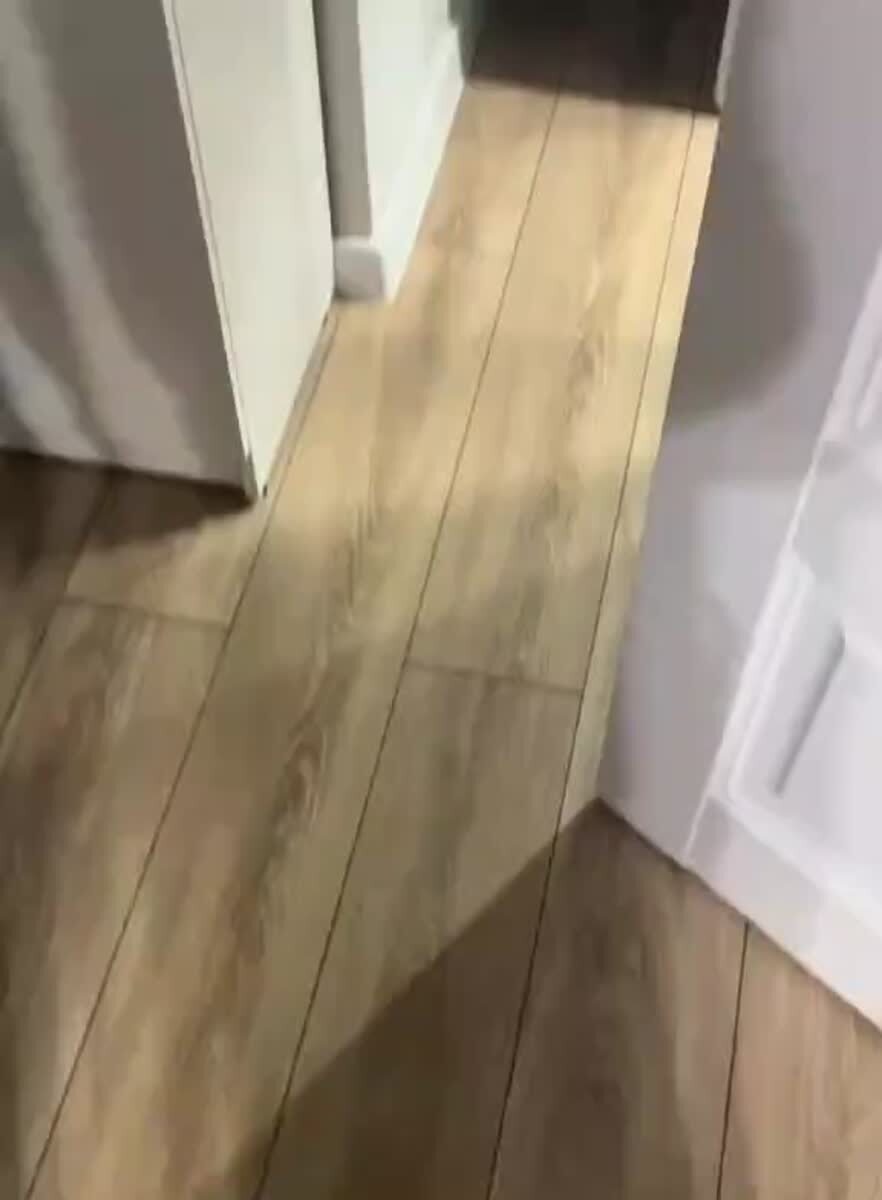 Бюджетное беговое колесо для кошек😂♥️ шерстяные проказники